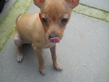 Hummertje! (puppy)